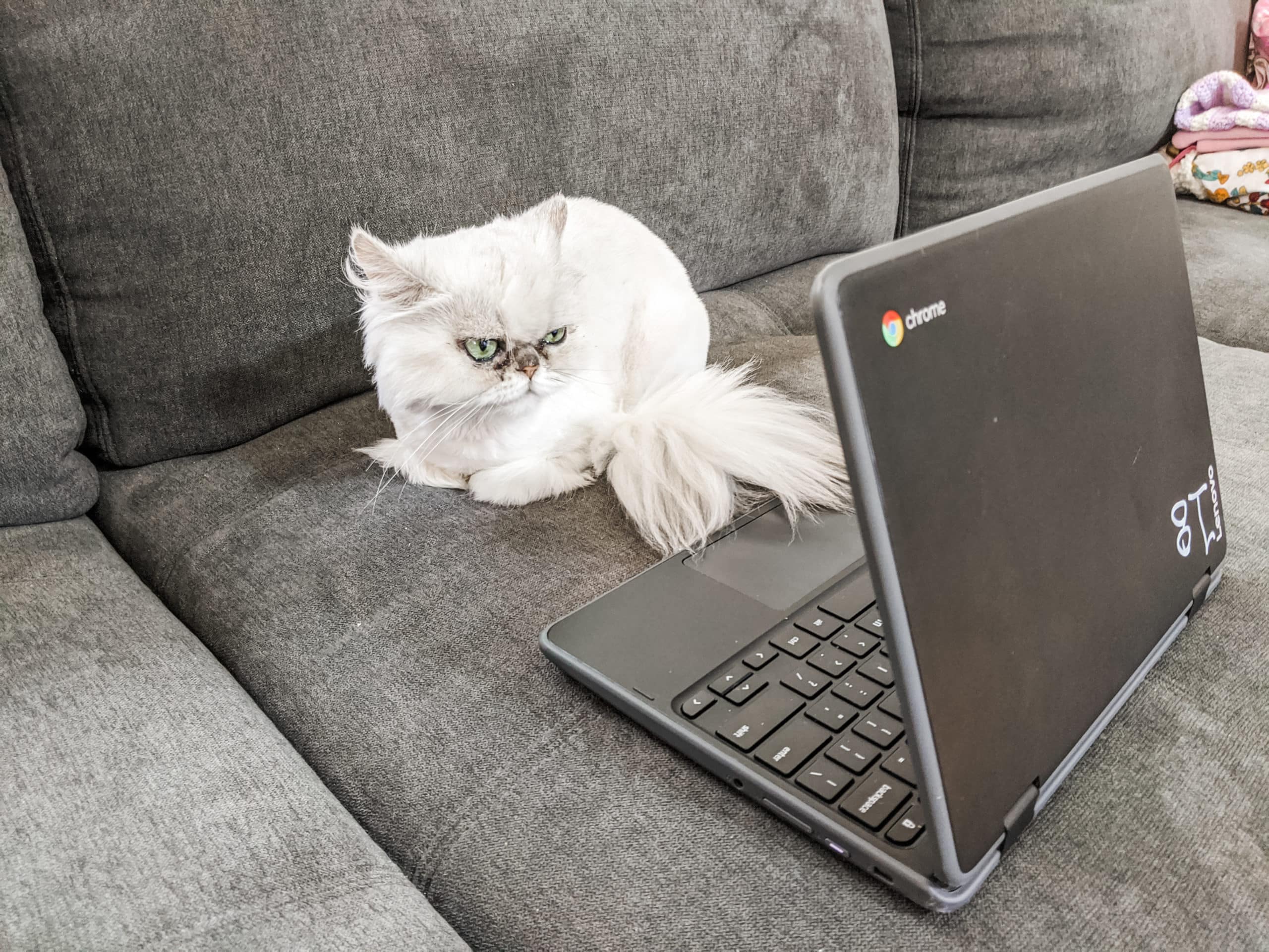 photo of cat looking at a Google Chromebook