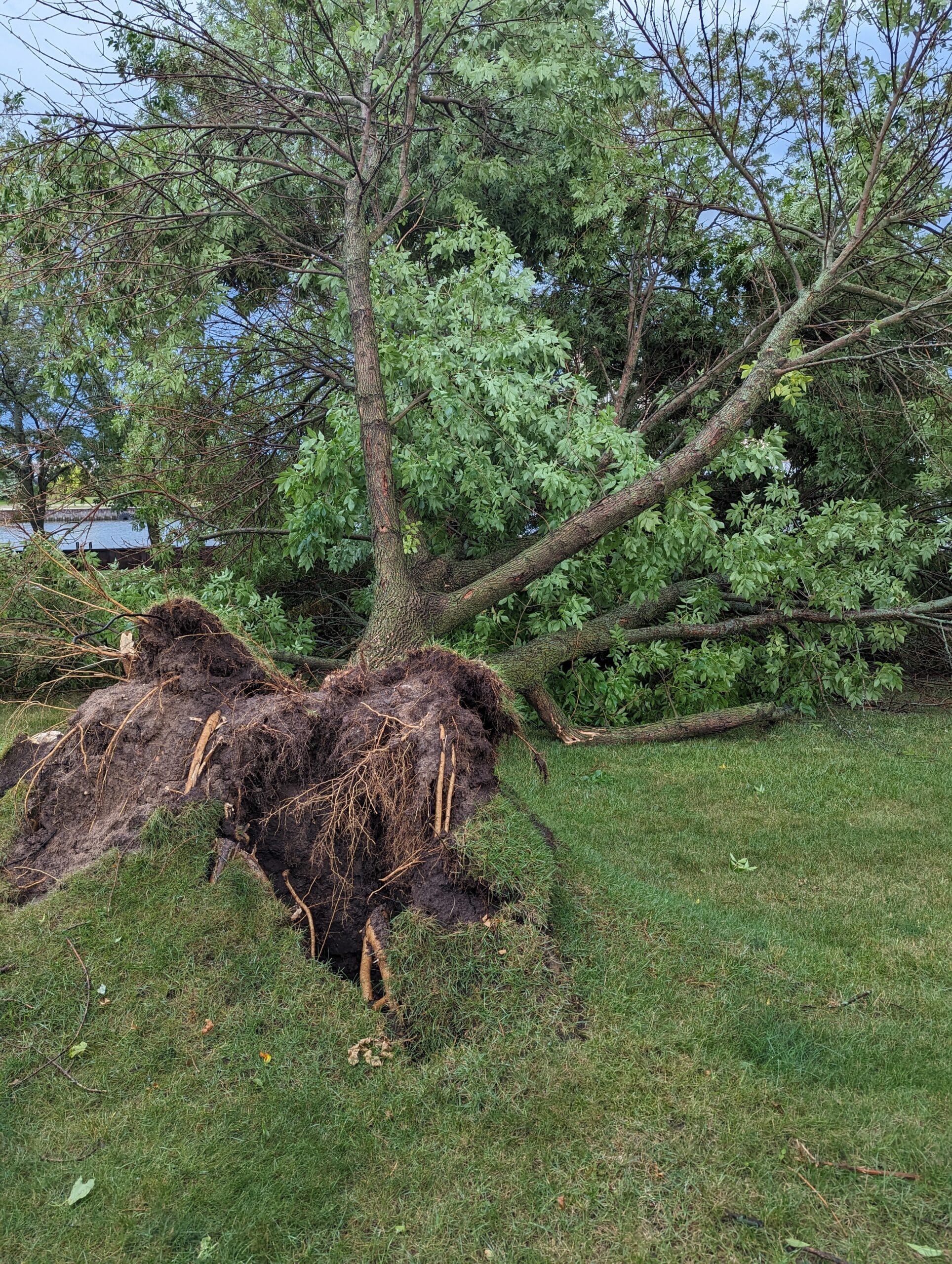 photo of a fallen tree in Manitowoc, WI